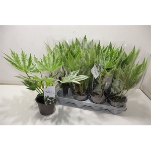 arr8 Fatsia Variegata