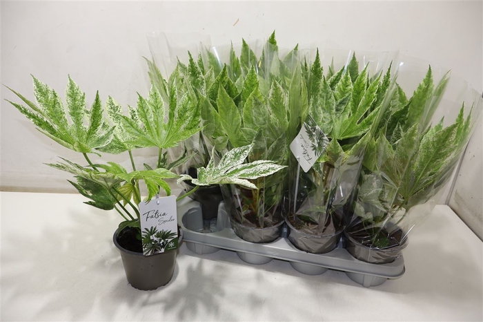<h4>arr8 Fatsia Variegata</h4>