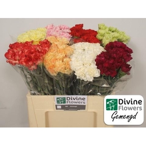 Dianthus ST   ...mix in fust