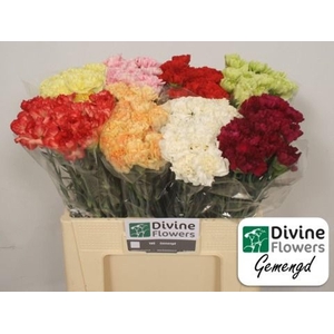 Dianthus ST   ...mix in fust