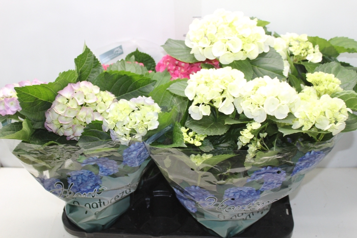 HORTENSIA P15