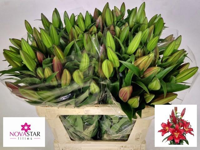 <h4>LI OT TOUCHSTONE</h4>