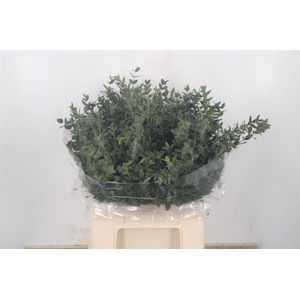 Euc Parvifolia Per Bunch 150 Gram