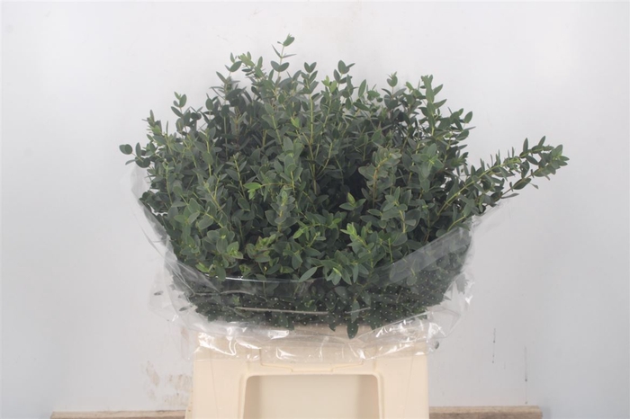 <h4>Euc Parvifolia Per Bunch 150 Gram</h4>