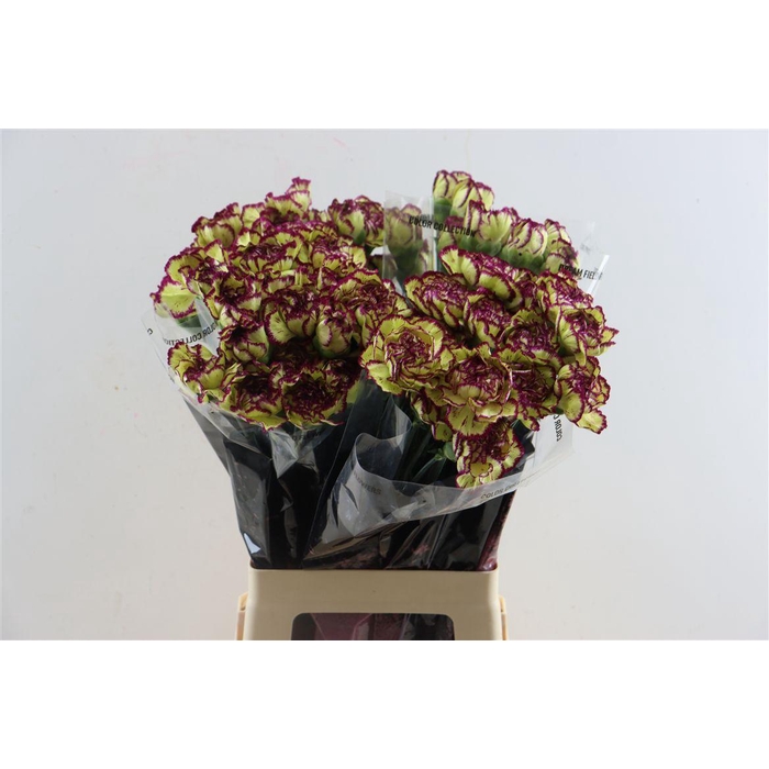 <h4>Di St Extravaganza</h4>