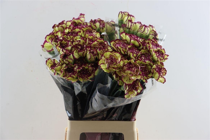 <h4>Di St Extravaganza</h4>