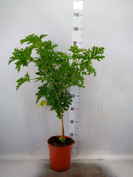 Pelargonium graveolens 'Lemon Tree'