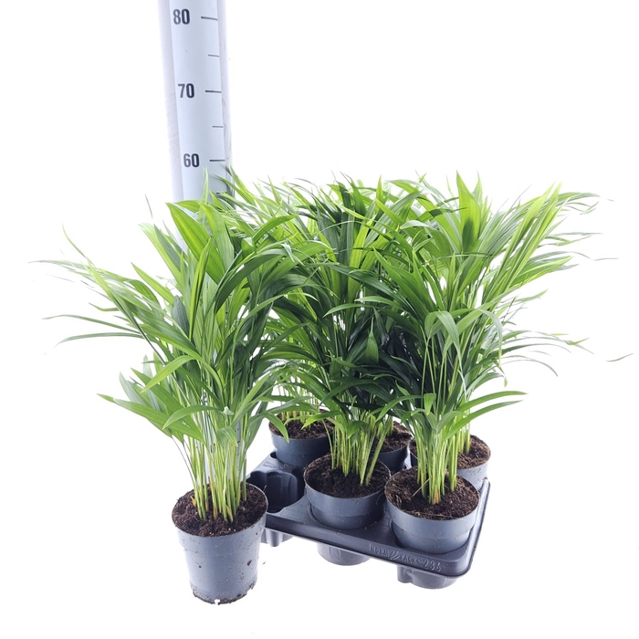 <h4>DYPSIS LUTESCENS</h4>