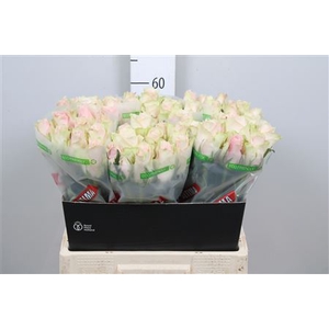 R Gr Pink Athena