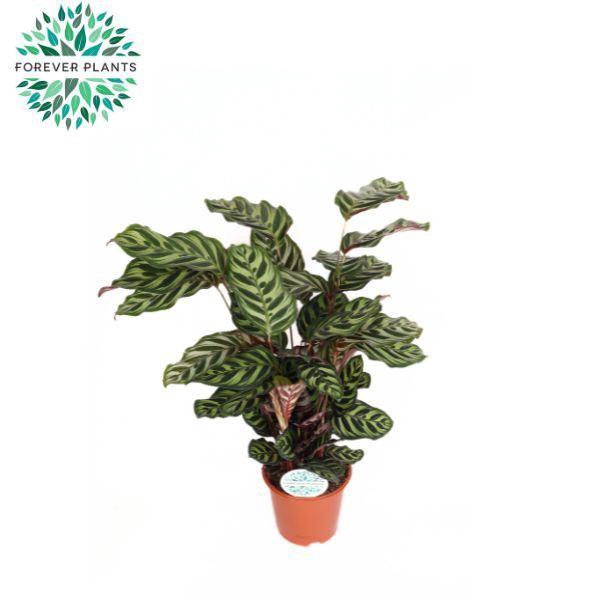 <h4>Calathea makoyana</h4>