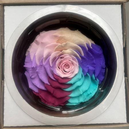 <h4>Xxl Rainbow Pin04</h4>