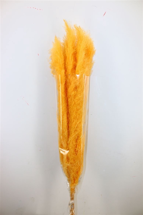 Dried Cortaderia Dadang Soft Yellow 110cm