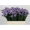 Limonium sinuatum Donau Birds