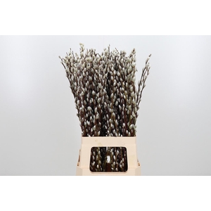 Salix Ca Snow Flake