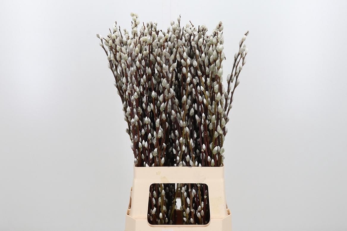 <h4>Salix Ca Snow Flake</h4>