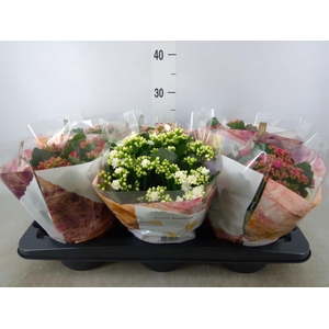 Kalanchoe blos. 'RoyalDon'   ..mix