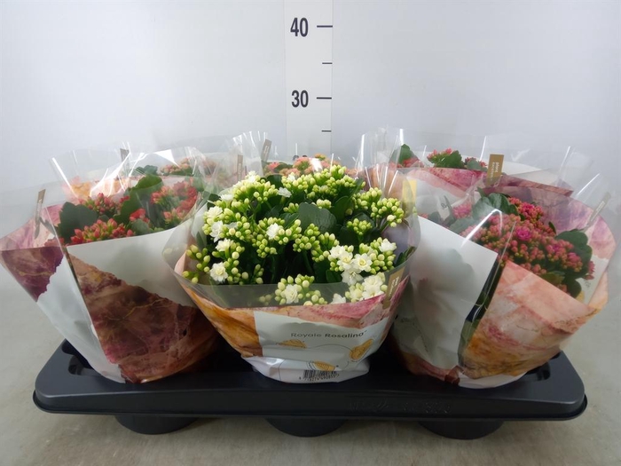 <h4>Kalanchoe blos. 'RoyalDon'   ..mix</h4>