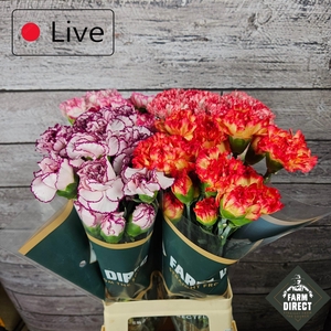 DI ST FANTASY STRIPE MIX IN FUST