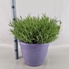 Lavandula angus. 'Essence Pure'