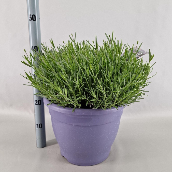 Lavandula angus. 'Essence Pure'