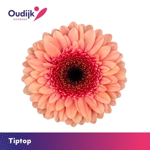 Germini Tiptop Doos