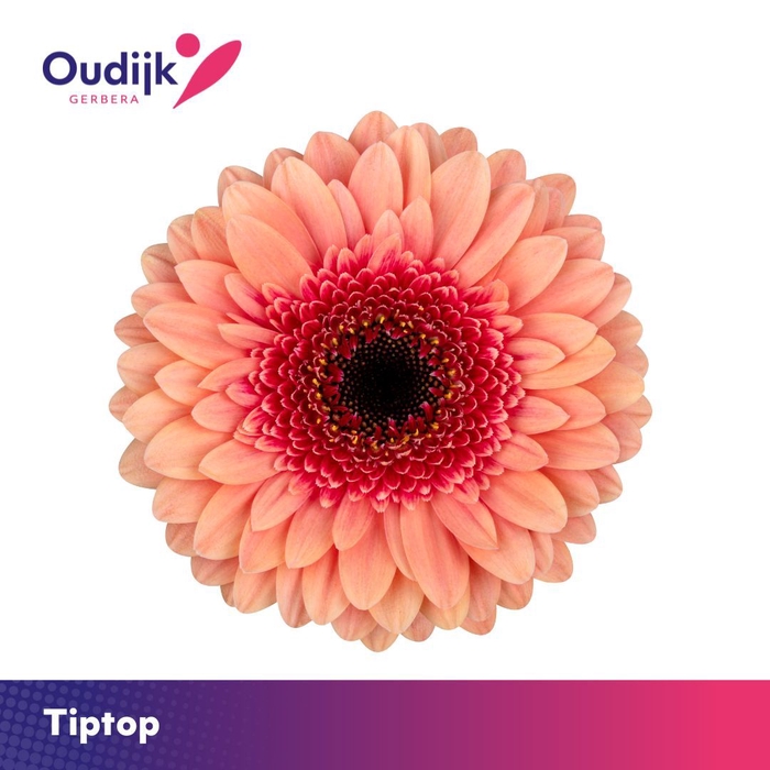 <h4>Germini Tiptop Doos</h4>