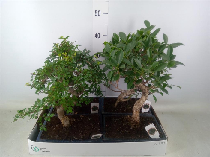 <h4>Bonsai ...mix</h4>
