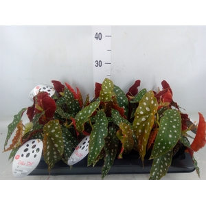 Begonia maculata