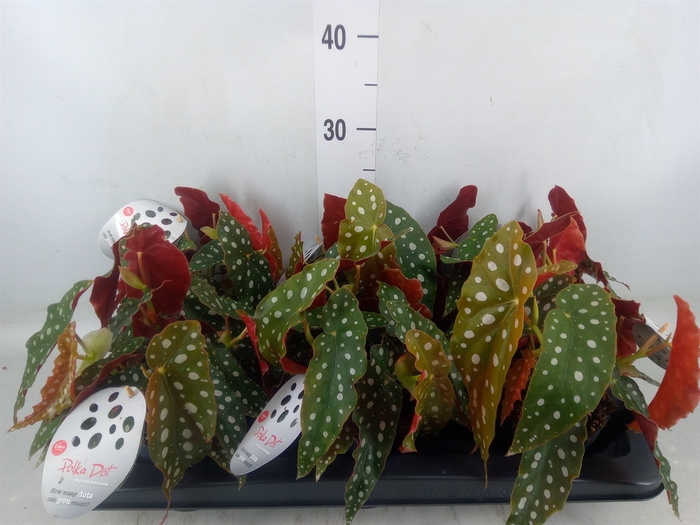 <h4>Begonia maculata</h4>