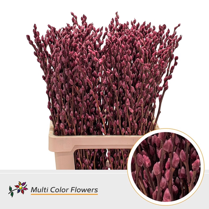 <h4>Salix Snowflake Bordeaux</h4>