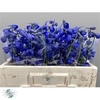 Delphinium Be Atlantis