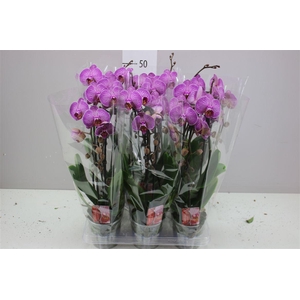 Phal Cascade Roze 2 Tak