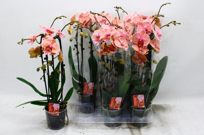 <h4>PHAL EL CASCADE</h4>