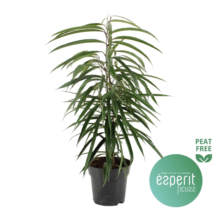 <h4>Ficus binnendijkii Alii</h4>