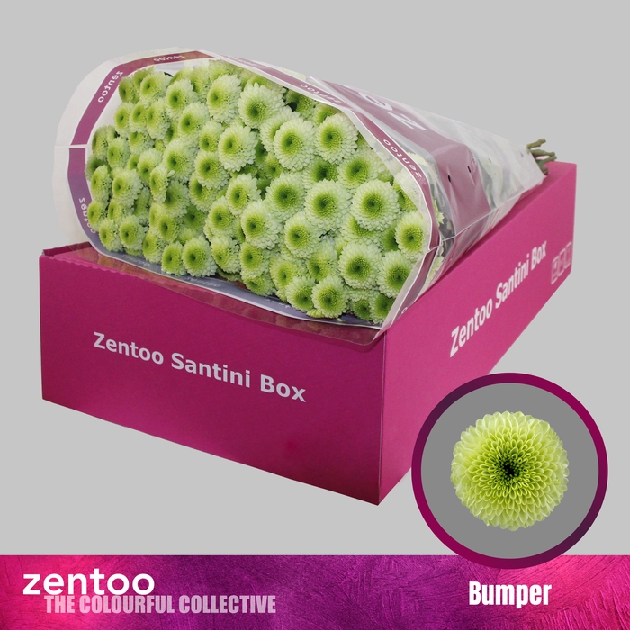 <h4>Chrysanthemum Indicum Grp tros santini Aaa Bumper</h4>