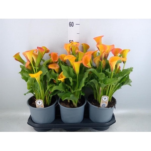 Zantedeschia  'Captain Brunello'