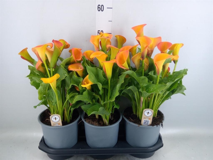 <h4>Zantedeschia  'Captain Brunello'</h4>