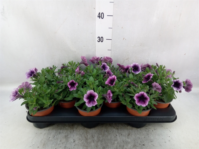 <h4>Petunia  'Ray Purple Vein'</h4>