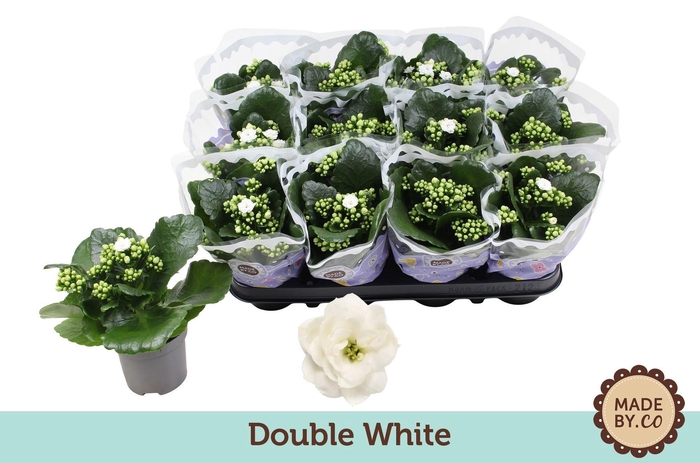 <h4>Kalanchoe Calandiva Ewbank</h4>