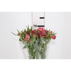 ALSTROEMERIA ALYNA 080 CM