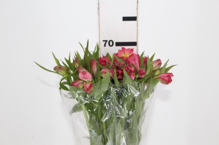 <h4>ALSTROEMERIA ALYNA 080 CM</h4>