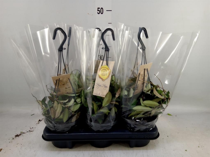 <h4>Hoya  'Rosita'</h4>