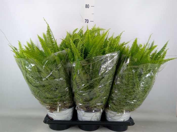 <h4>Nephrolepis exal. 'Sonata'</h4>