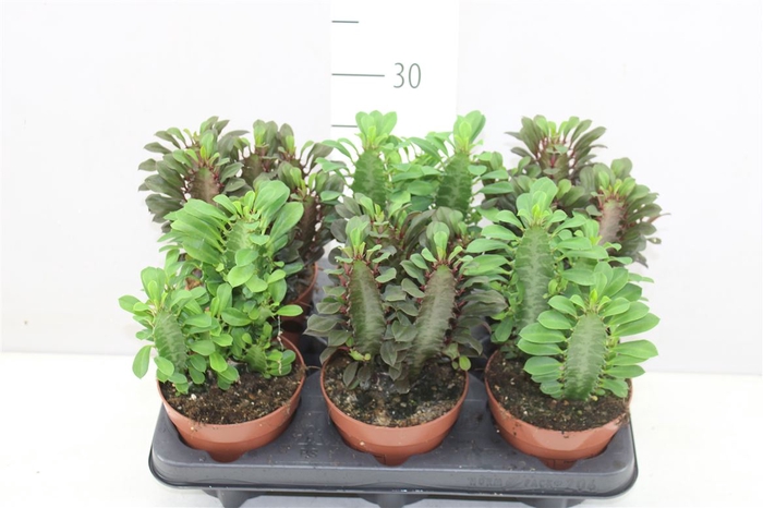 <h4>Euphorbia Trigona Mix</h4>