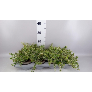 Ficus pumila 'Belle Sunny'
