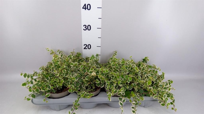 <h4>Ficus pumila 'Belle Sunny'</h4>