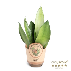 SANSEVIERIA TRIFASCIATA