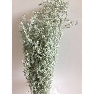 ASPARAGUS WILD MISTY GREEN 250GR