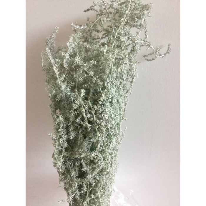 <h4>ASPARAGUS WILD MISTY GREEN 250GR</h4>