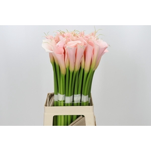 Zantedeschia Eydolls Salmon